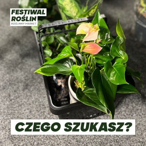 Festiwal Roślin w Wałbrzychu